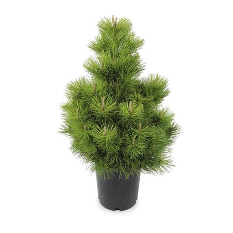 lowes small trees